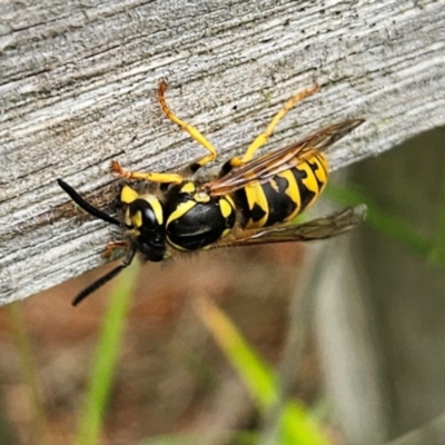 Vespula germanica (European wasp) at Braidwood, NSW - 25 Jan 2024 by MatthewFrawley