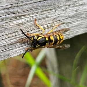 Vespula germanica at QPRC LGA - 25 Jan 2024 01:31 PM