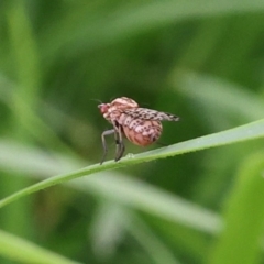 Sapromyza mallochiana (A lauxaniid fly) at Lyons, ACT - 24 Jan 2024 by ran452