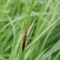 Mutusca brevicornis (A broad-headed bug) at Lyons, ACT - 24 Jan 2024 by ran452