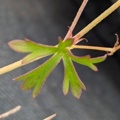 Geranium retrorsum (Grassland Cranesbill) at Whitlam, ACT - 25 Jan 2024 by CattleDog