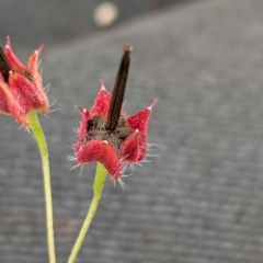 Geranium retrorsum at The Pinnacle - 25 Jan 2024 11:17 AM