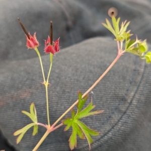 Geranium retrorsum at The Pinnacle - 25 Jan 2024 11:17 AM