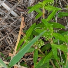 Persicaria prostrata (Creeping Knotweed) at Whitlam, ACT - 25 Jan 2024 by CattleDog