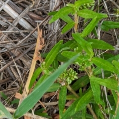 Persicaria prostrata (Creeping Knotweed) at The Pinnacle - 25 Jan 2024 by CattleDog