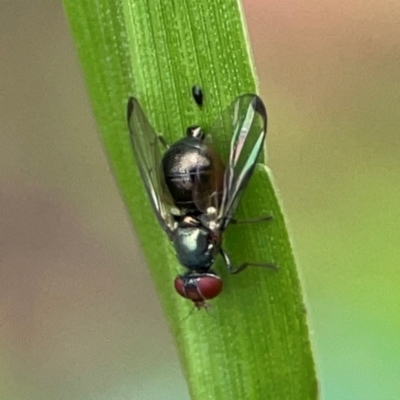 Pogonortalis doclea (Boatman fly) at Surf Beach, NSW - 25 Jan 2024 by Hejor1