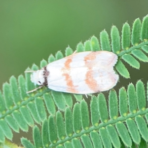 Chezala brachypepla at Surf Beach, NSW - 25 Jan 2024 01:14 PM