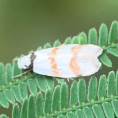 Chezala brachypepla at Surf Beach, NSW - 25 Jan 2024