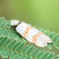 Chezala brachypepla at Surf Beach, NSW - 25 Jan 2024