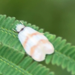 Chezala brachypepla at Surf Beach, NSW - 25 Jan 2024 01:14 PM