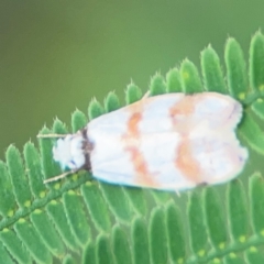 Chezala brachypepla at Surf Beach, NSW - 25 Jan 2024 01:14 PM