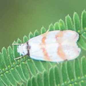 Chezala brachypepla at Surf Beach, NSW - 25 Jan 2024