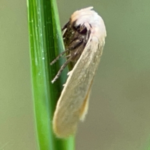 Scieropepla polyxesta at Surf Beach, NSW - 25 Jan 2024