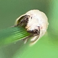 Scieropepla polyxesta at Surf Beach, NSW - 25 Jan 2024