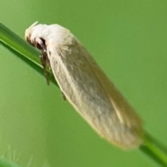 Scieropepla polyxesta at Surf Beach, NSW - 25 Jan 2024