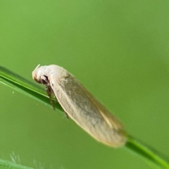 Scieropepla polyxesta at Surf Beach, NSW - 25 Jan 2024