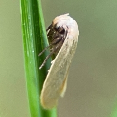 Scieropepla polyxesta at Surf Beach, NSW - 25 Jan 2024