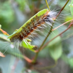 Anthela varia at Surf Beach, NSW - 25 Jan 2024