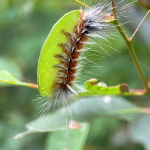 Anthela varia at Surf Beach, NSW - 25 Jan 2024