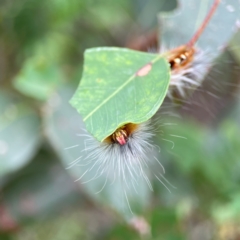 Anthela varia at Surf Beach, NSW - 25 Jan 2024 01:15 PM