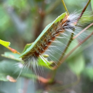 Anthela varia at Surf Beach, NSW - 25 Jan 2024