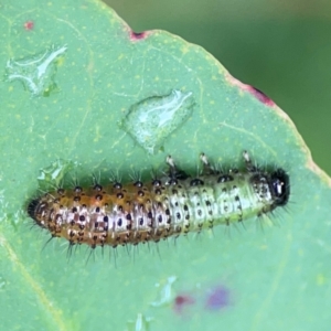 Paropsisterna beata at Surf Beach, NSW - 25 Jan 2024