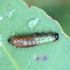 Paropsisterna beata at Surf Beach, NSW - 25 Jan 2024