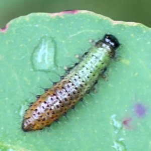 Paropsisterna beata at Surf Beach, NSW - 25 Jan 2024