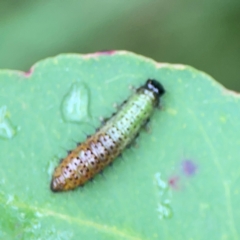 Paropsisterna beata at Surf Beach, NSW - 25 Jan 2024