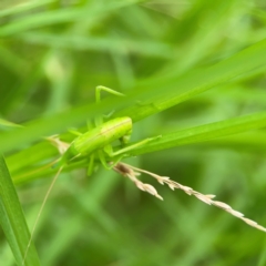 Caedicia simplex (Common Garden Katydid) at Surf Beach, NSW - 25 Jan 2024 by Hejor1