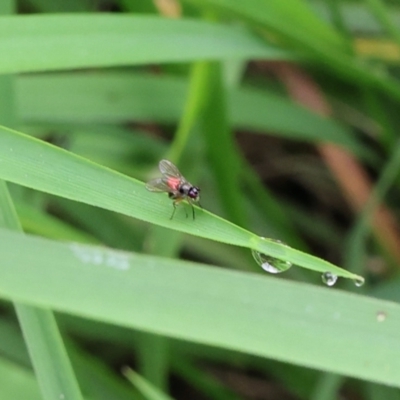 Unidentified True fly (Diptera) at Lyons, ACT - 23 Jan 2024 by ran452