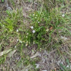 Vittadinia muelleri (Narrow-leafed New Holland Daisy) at Whitlam, ACT - 24 Jan 2024 by CattleDog