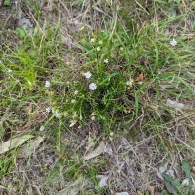 Vittadinia muelleri (Narrow-leafed New Holland Daisy) at The Pinnacle - 24 Jan 2024 by CattleDog