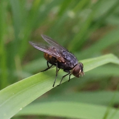 Unidentified True fly (Diptera) at Lyons, ACT - 23 Jan 2024 by ran452