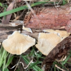 Trametes sp. at Flea Bog Flat to Emu Creek Corridor - 25 Jan 2024 by JohnGiacon