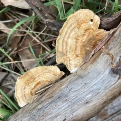 Trametes sp. at Emu Creek Belconnen (ECB) - 25 Jan 2024 02:56 PM