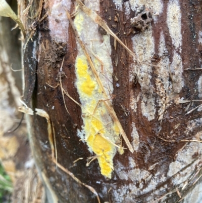 Unverified Fungus at Emu Creek Belconnen (ECB) - 25 Jan 2024 by JohnGiacon