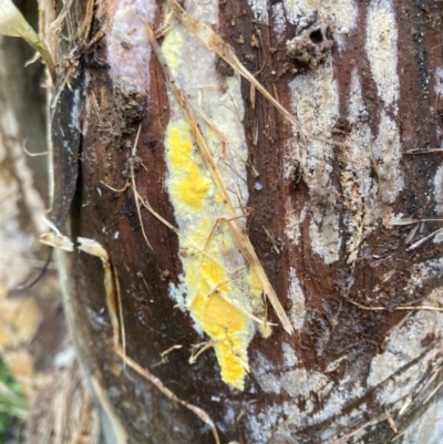 Unidentified Fungus at Belconnen, ACT - 25 Jan 2024 by JohnGiacon