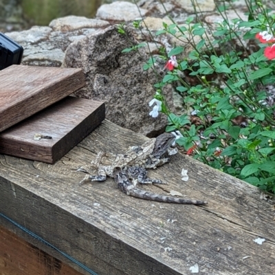 Amphibolurus muricatus (Jacky Lizard) at Wright, ACT - 25 Jan 2024 by Rebeccajgee