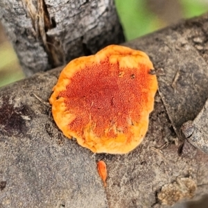 Trametes coccinea at Ngunnawal, ACT - 5 Jan 2024