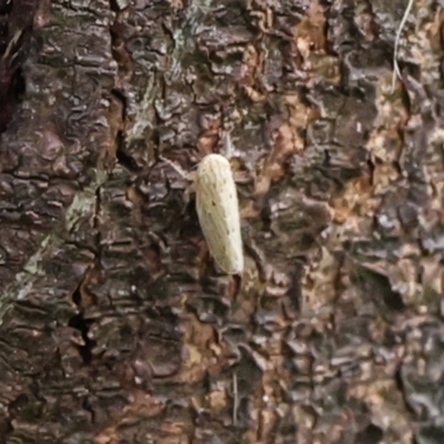 Maiestas vetus (A leafhopper) at Lyons, ACT - 24 Jan 2024 by ran452