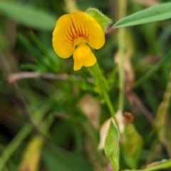 Zornia dyctiocarpa var. dyctiocarpa (Zornia) at Whitlam, ACT - 24 Jan 2024 by CattleDog