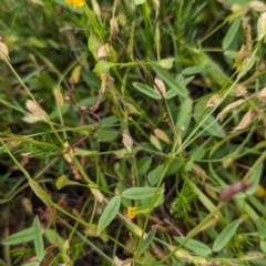 Zornia dyctiocarpa var. dyctiocarpa at The Pinnacle - 25 Jan 2024