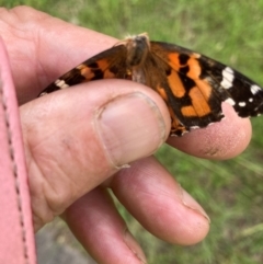 Vanessa kershawi (Australian Painted Lady) at Yarralumla, ACT - 25 Jan 2024 by JohnGiacon