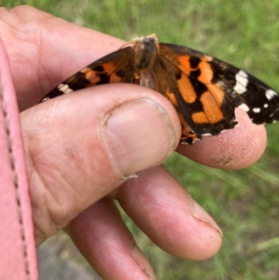 Vanessa kershawi (Australian Painted Lady) at Yarralumla, ACT - 25 Jan 2024 by JohnGiacon