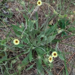 Tolpis barbata (Yellow Hawkweed) at Whitlam, ACT - 24 Jan 2024 by CattleDog