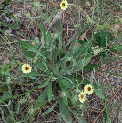 Tolpis barbata (Yellow Hawkweed) at Whitlam, ACT - 24 Jan 2024 by CattleDog