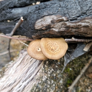 Lentinus arcularius at Currowan State Forest - 24 Jan 2024