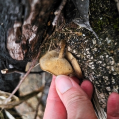 Lentinus arcularius at Currowan State Forest - 24 Jan 2024