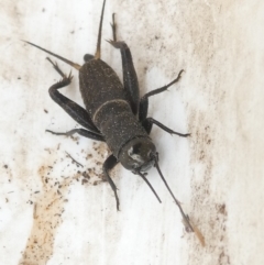 Teleogryllus commodus (Black Field Cricket) at Belconnen, ACT - 25 Jan 2024 by JohnGiacon